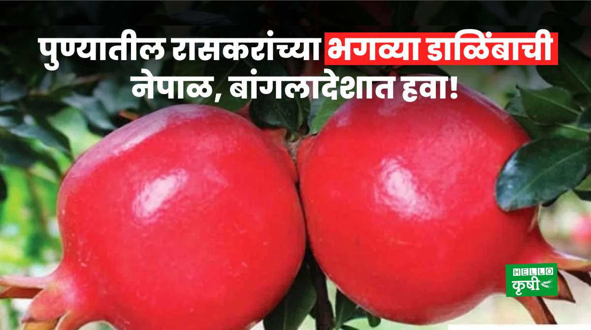 Success Story Pomegranate Farming