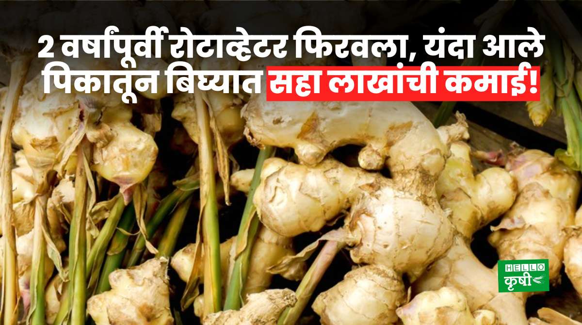 Success Story of Ginger Farming