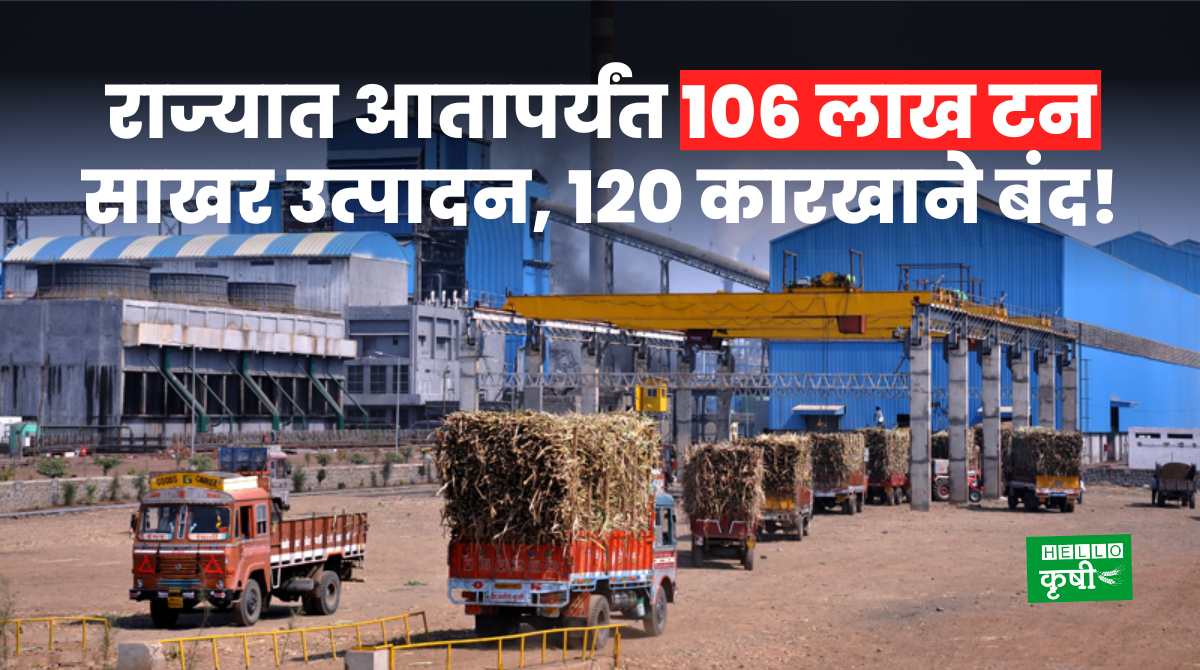 Sugar Production 106 Lakh Tonnes In Maharashtra