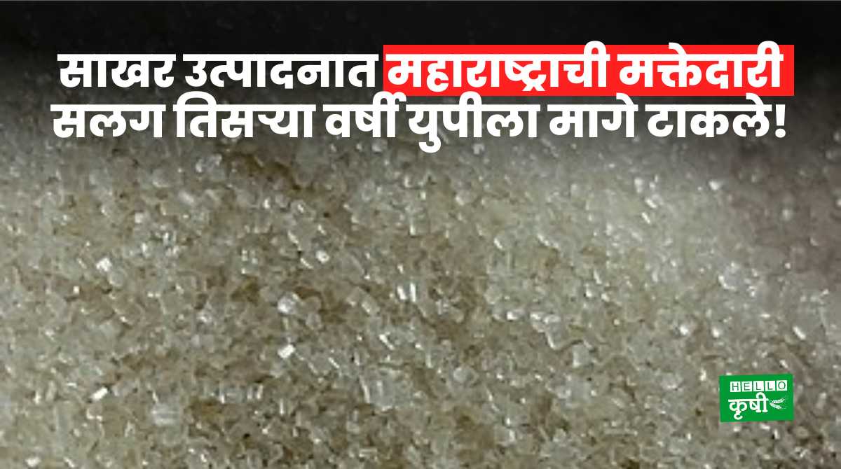 Sugar Production In Maharashtra