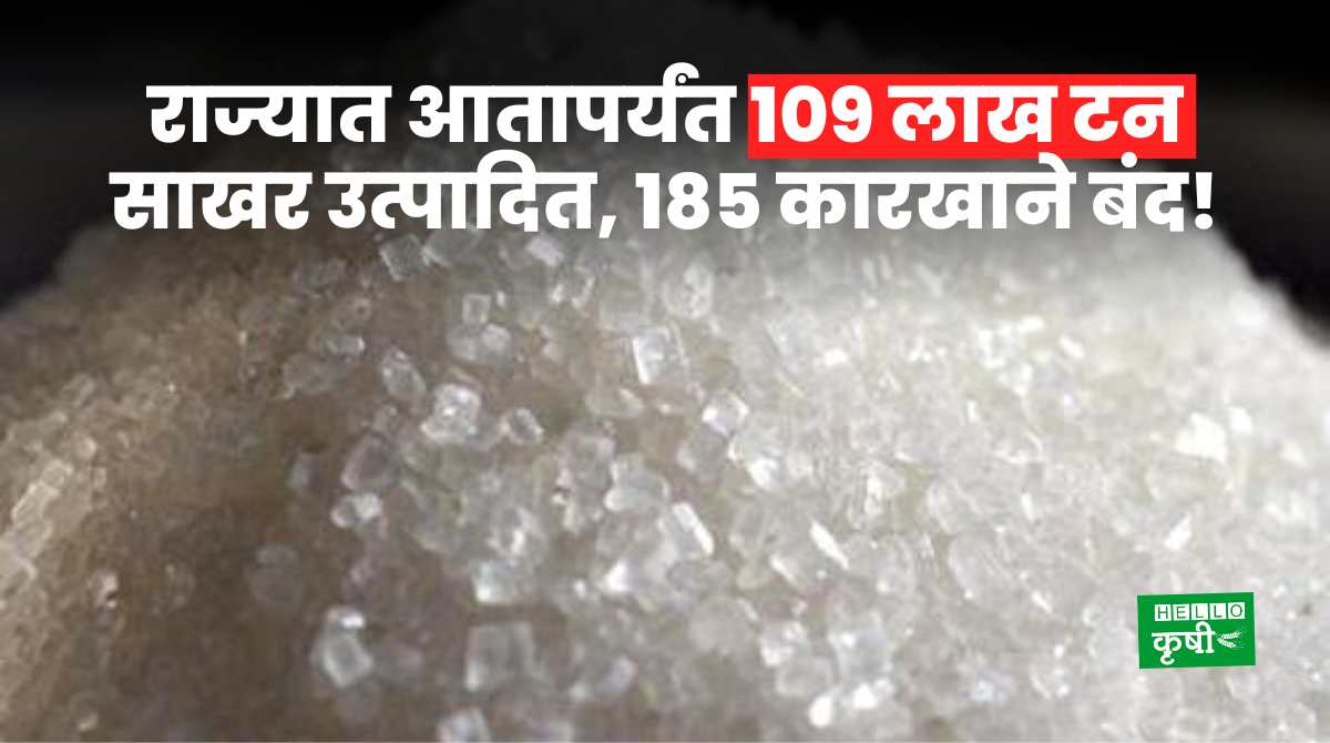 Sugar Production In Maharashtra