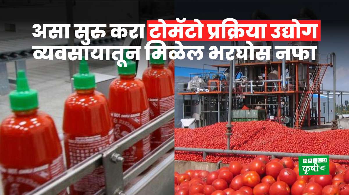 Tomato Processing Business