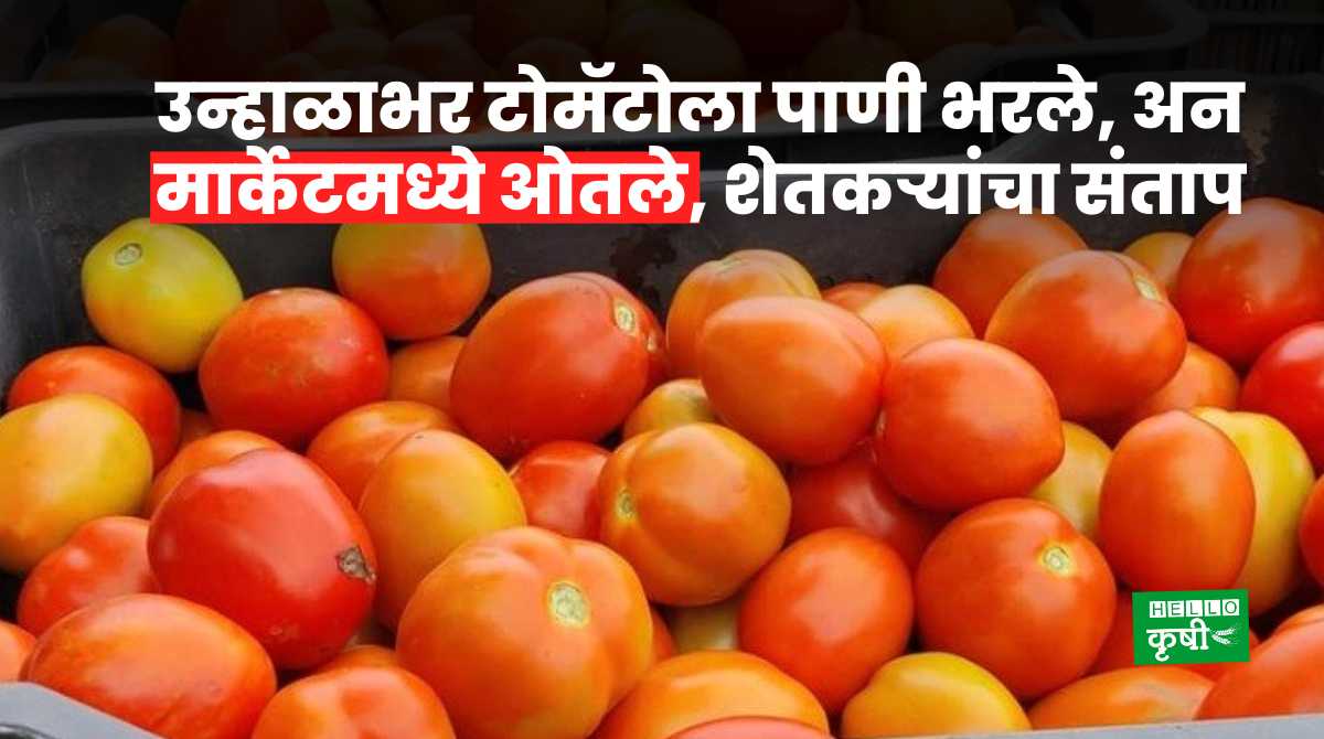 Tomato Rate Farmer Poured Into Market