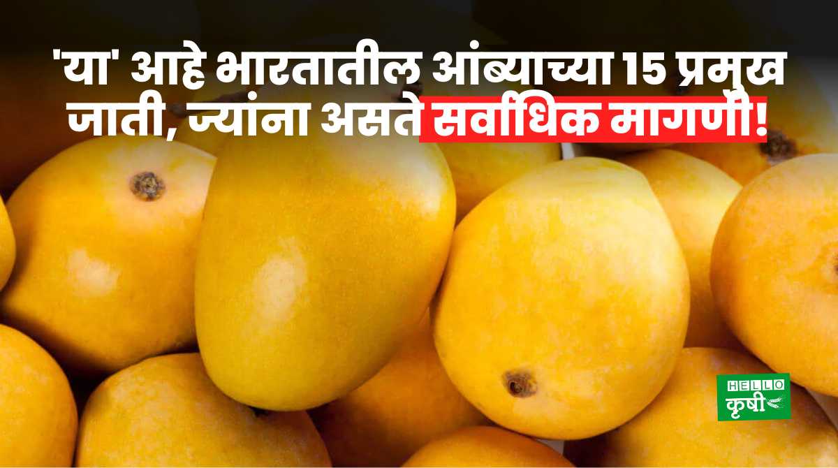 Top 15 Mango Variety In India