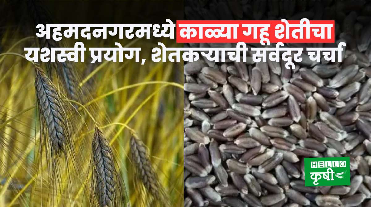 Black Wheat Farming In Maharashtra