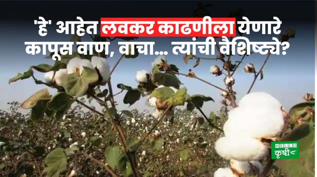 Cotton Variety For Farmers
