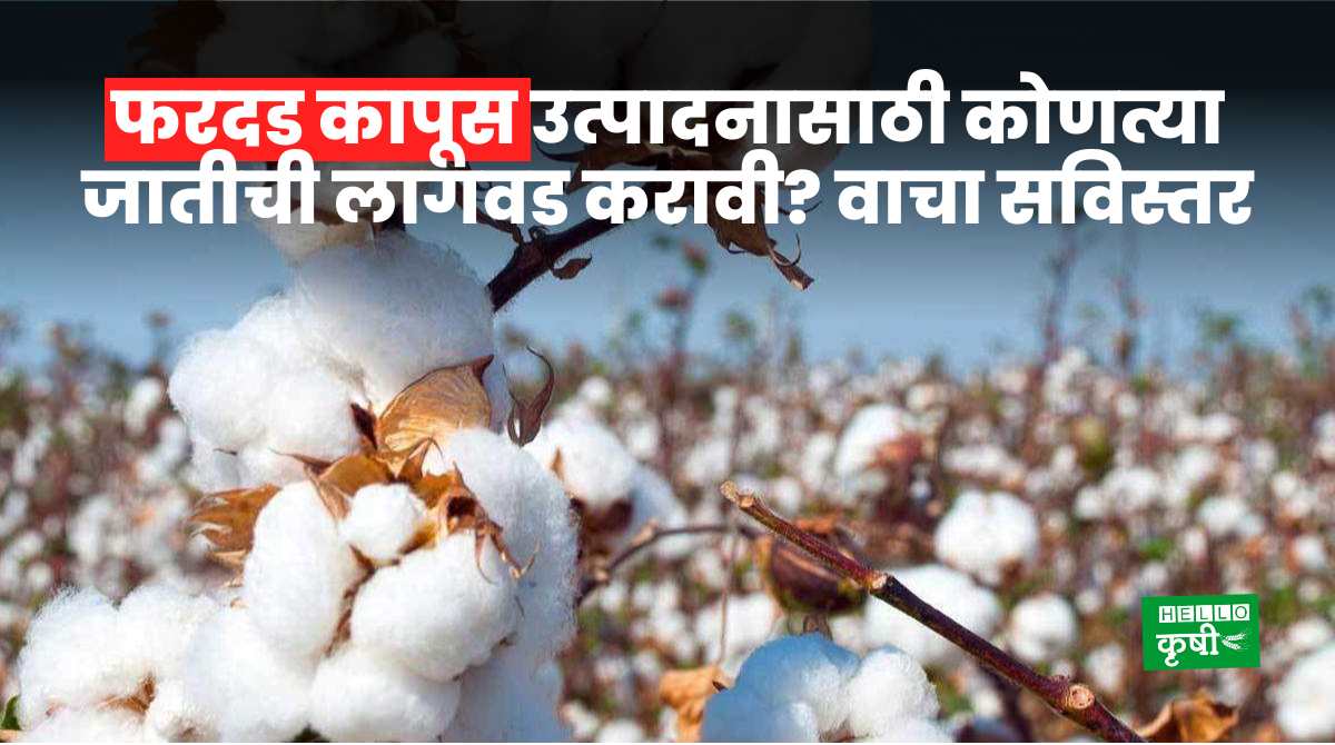 Cotton Variety For Farmers