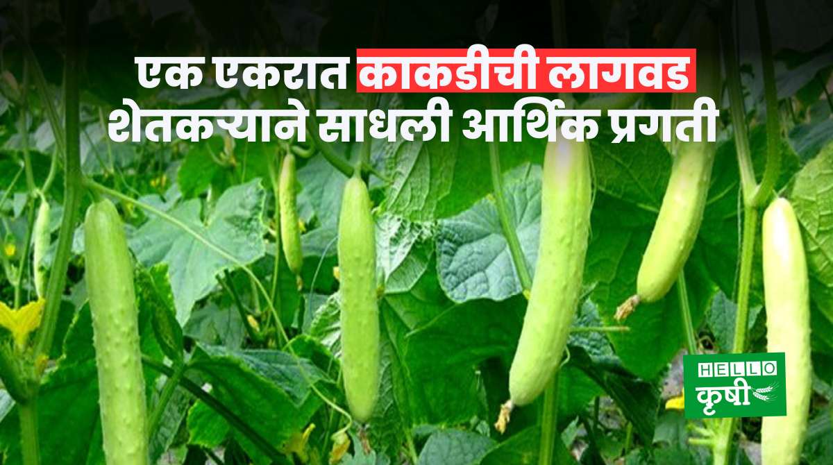 Cucumber Farming Farmer Success Story