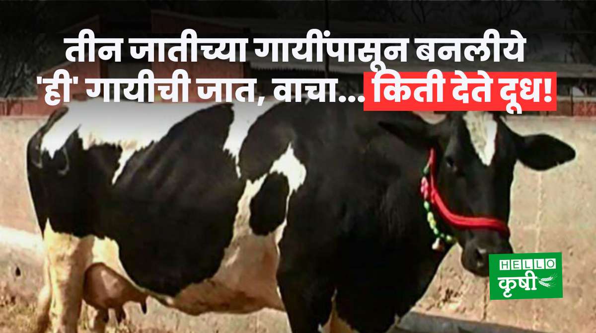 Dairy Farming In Maharashtra