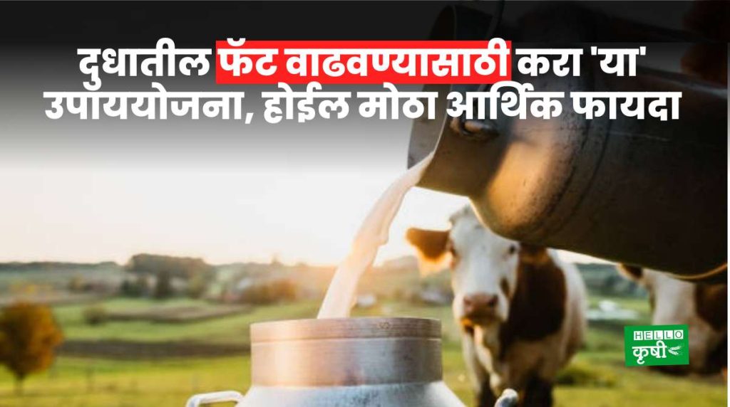 Dairy Farming Increase Milk Fat
