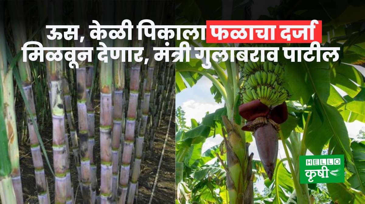 Fruit Farming Sugarcane Banana