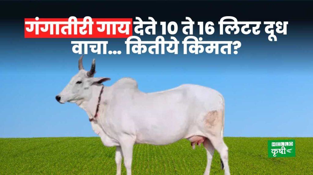 Gangatiri Cow Breeds