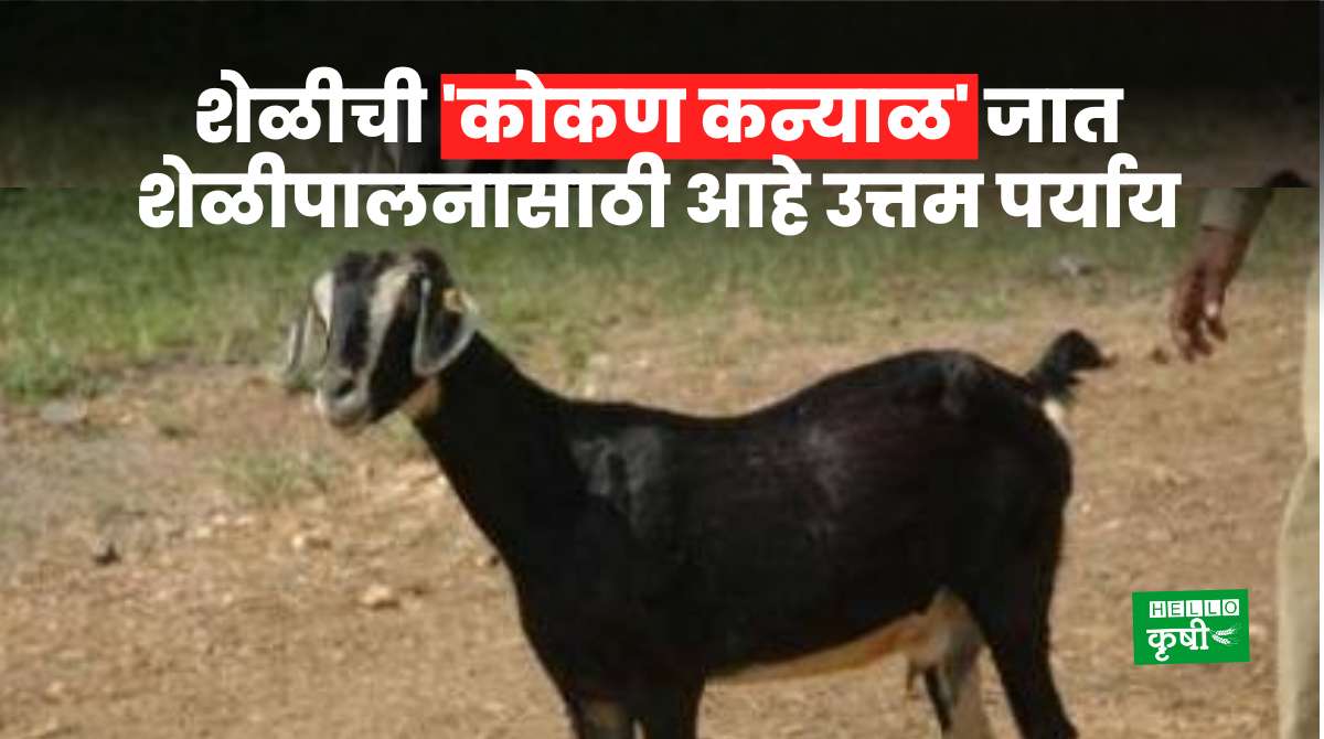 Goat Farming Konkan Kanyal Breed