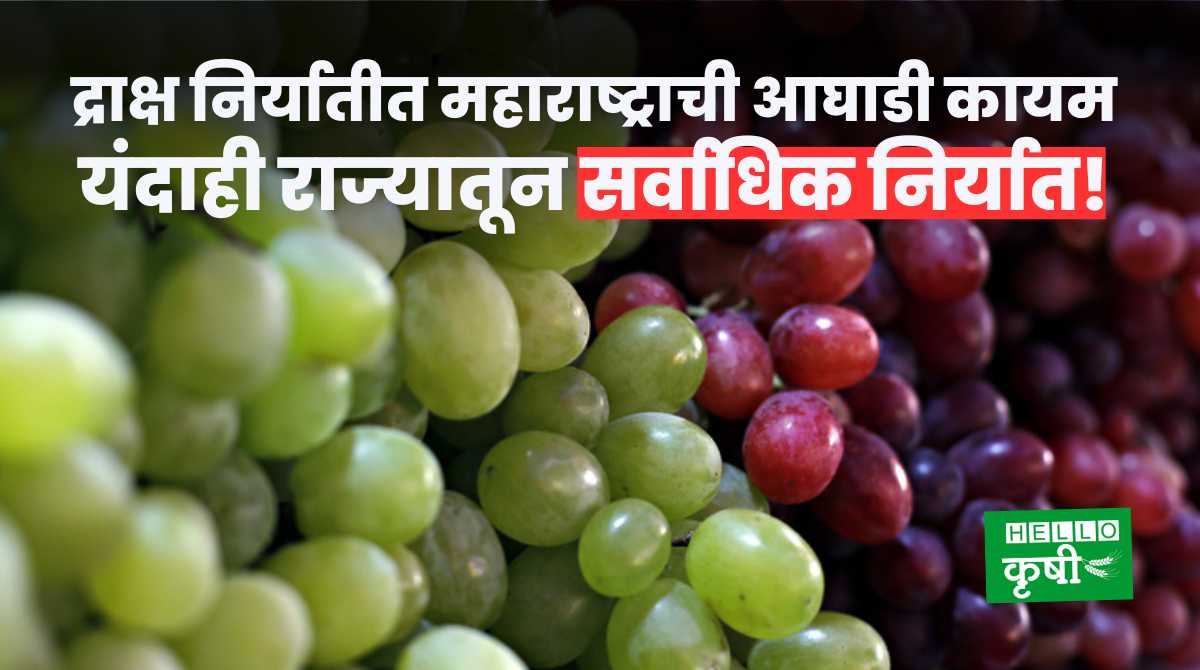 Grapes Export From India