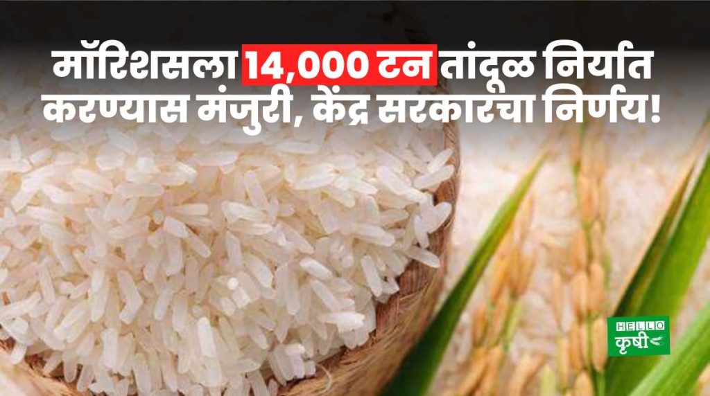 Non-Basmati Rice Export To Mauritius