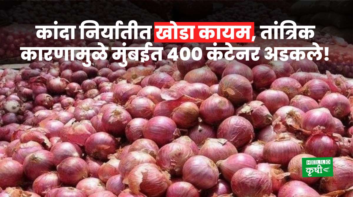 Onion Export From India