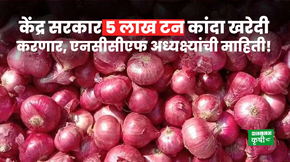 Onion Purchase NAFED NCCF