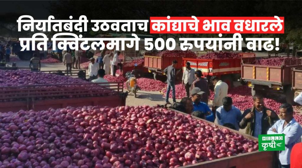 Onion Rate Export Ban Lifted