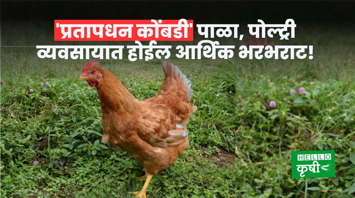 Poultry Farming Pratapdhan Chicken Breed