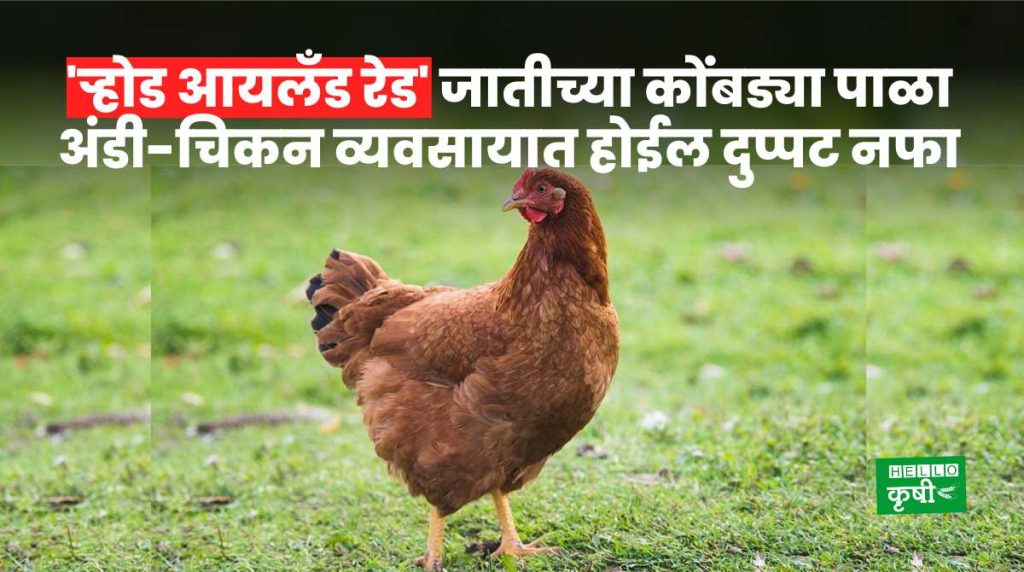 Poultry Farming RIR Hens