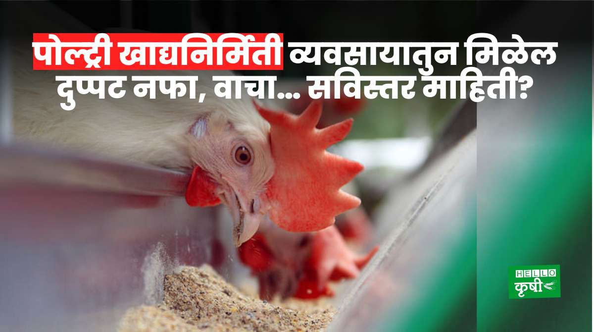 Poultry Feed Business