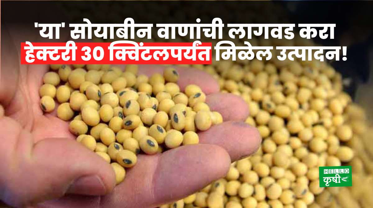 Soyabean Variety For Farmers