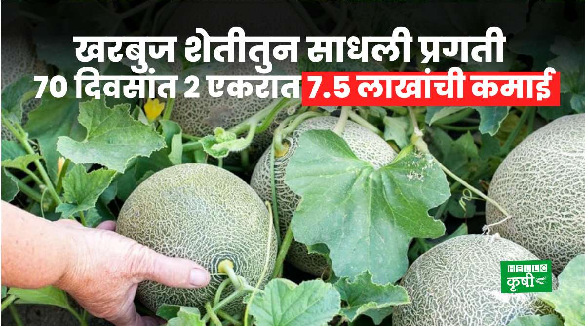 Success Story Of Muskmelon Farming