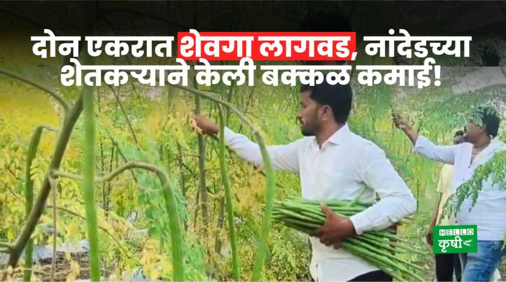 Success Story Of Shevga Cultivation