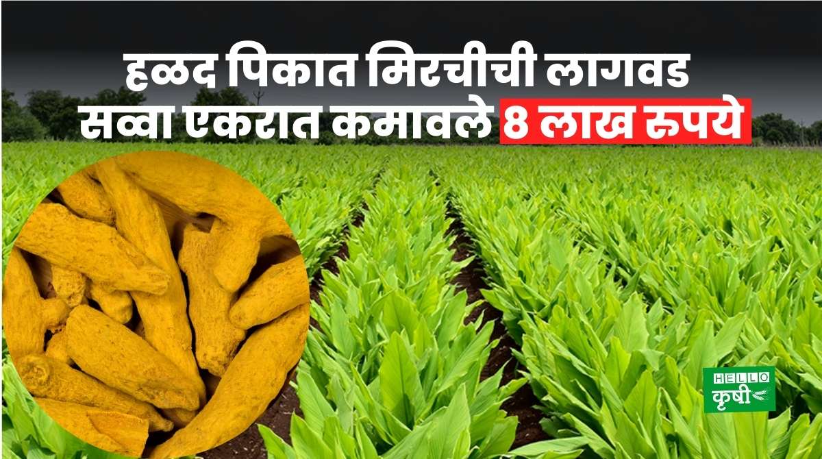 Success Story Of Turmeric Farmer