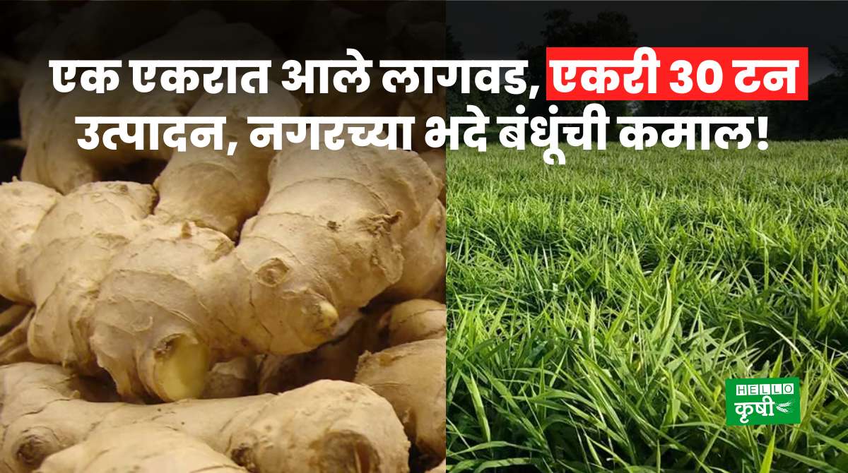 Success Story Of Ginger Farming