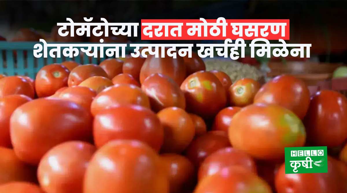 Tomato Market Rate