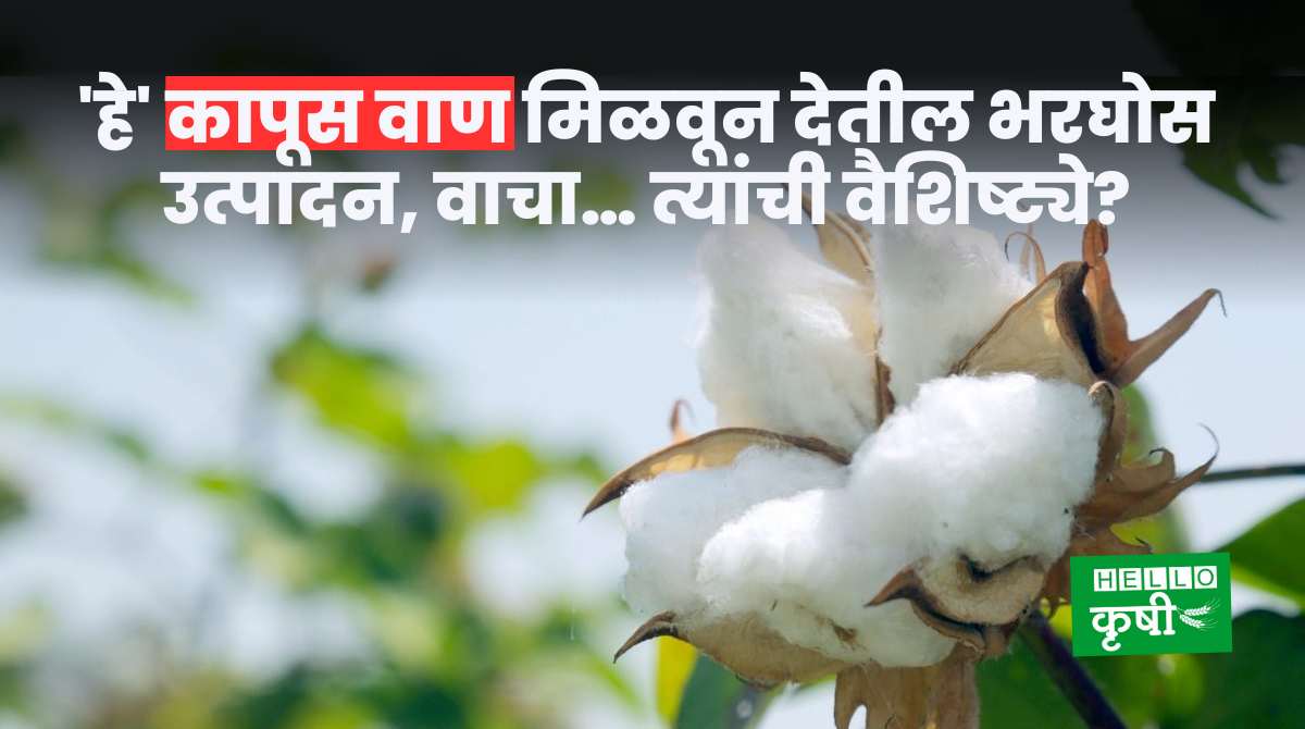 Cotton Variety : 'हे' कापूस वाण मिळवून देतील भरघोस उत्पादन; वाचा ...